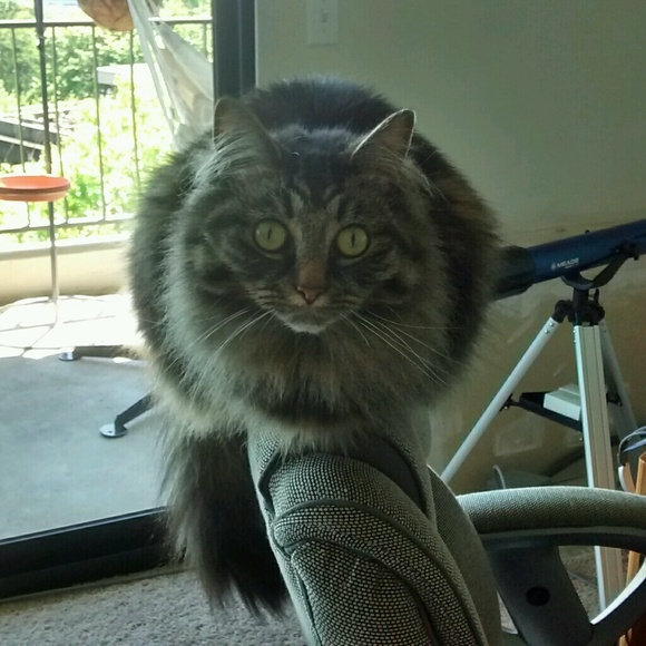 Meet your Posher, Joy - Picture 1 of 1